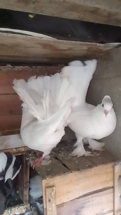 Laky pair for sell 2 pair han 2000 par pair 0312/496/21/95