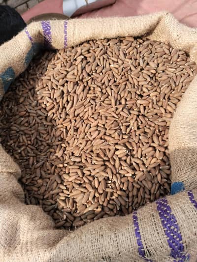 KHAN Dry fruit چلغوزہ