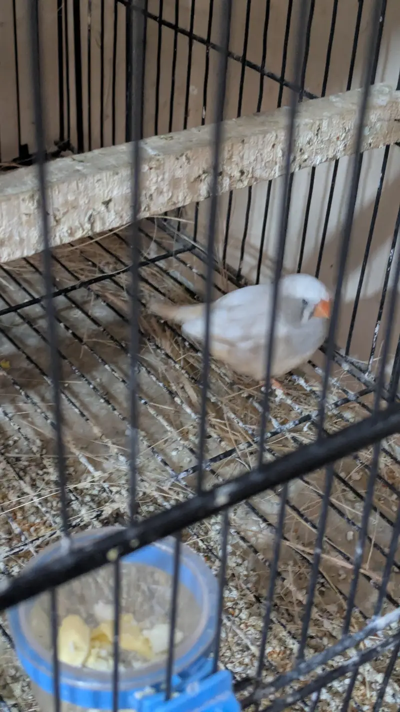 Exbation Finch pair — photo 2