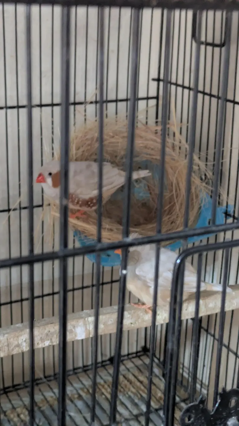 Exbation Finch pair — photo 3