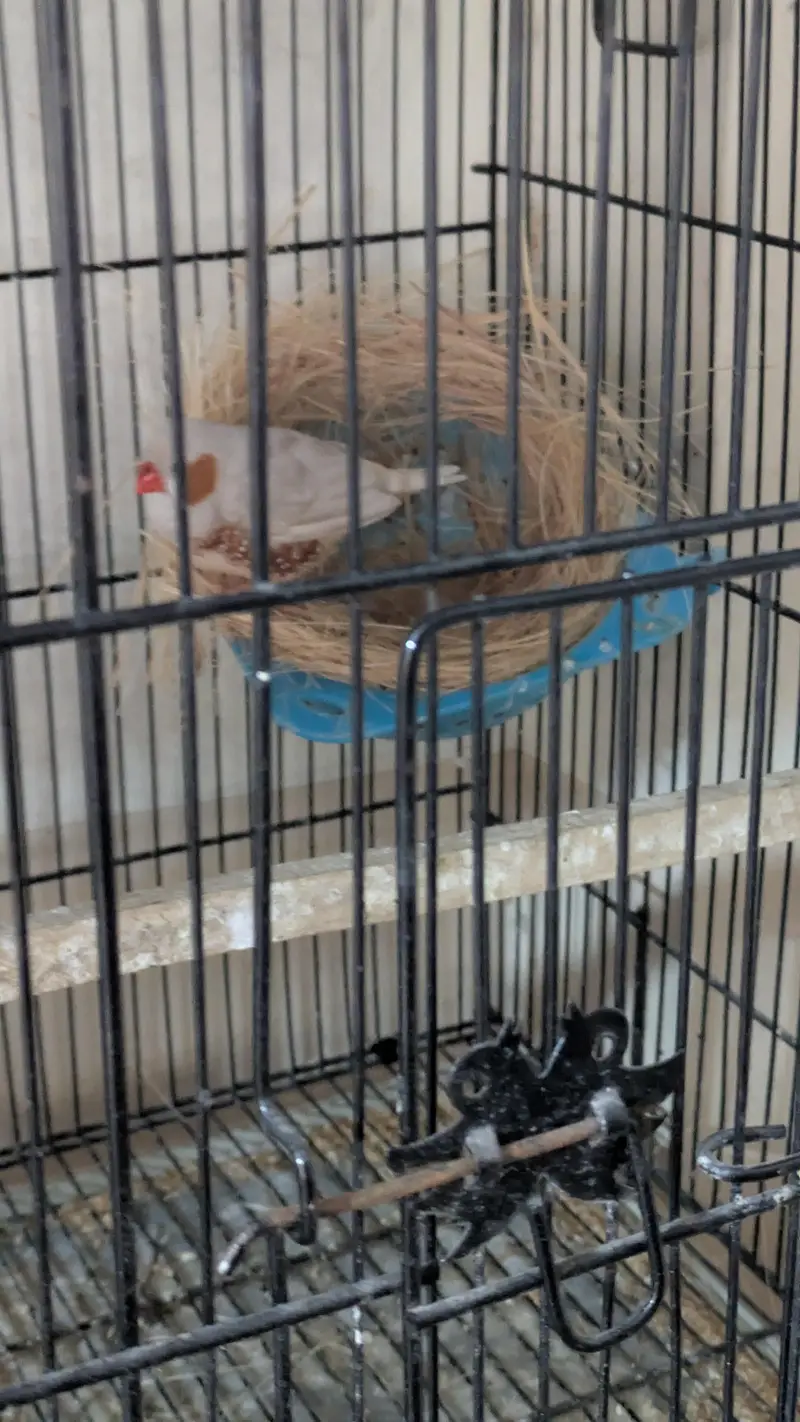 Exbation Finch pair — photo 4