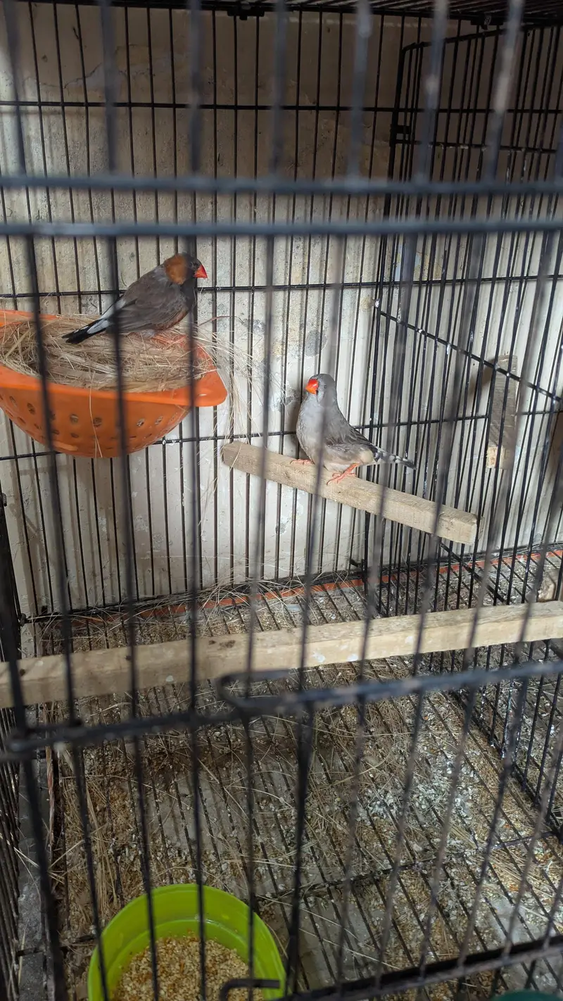 Exbation Finch pair — photo 6