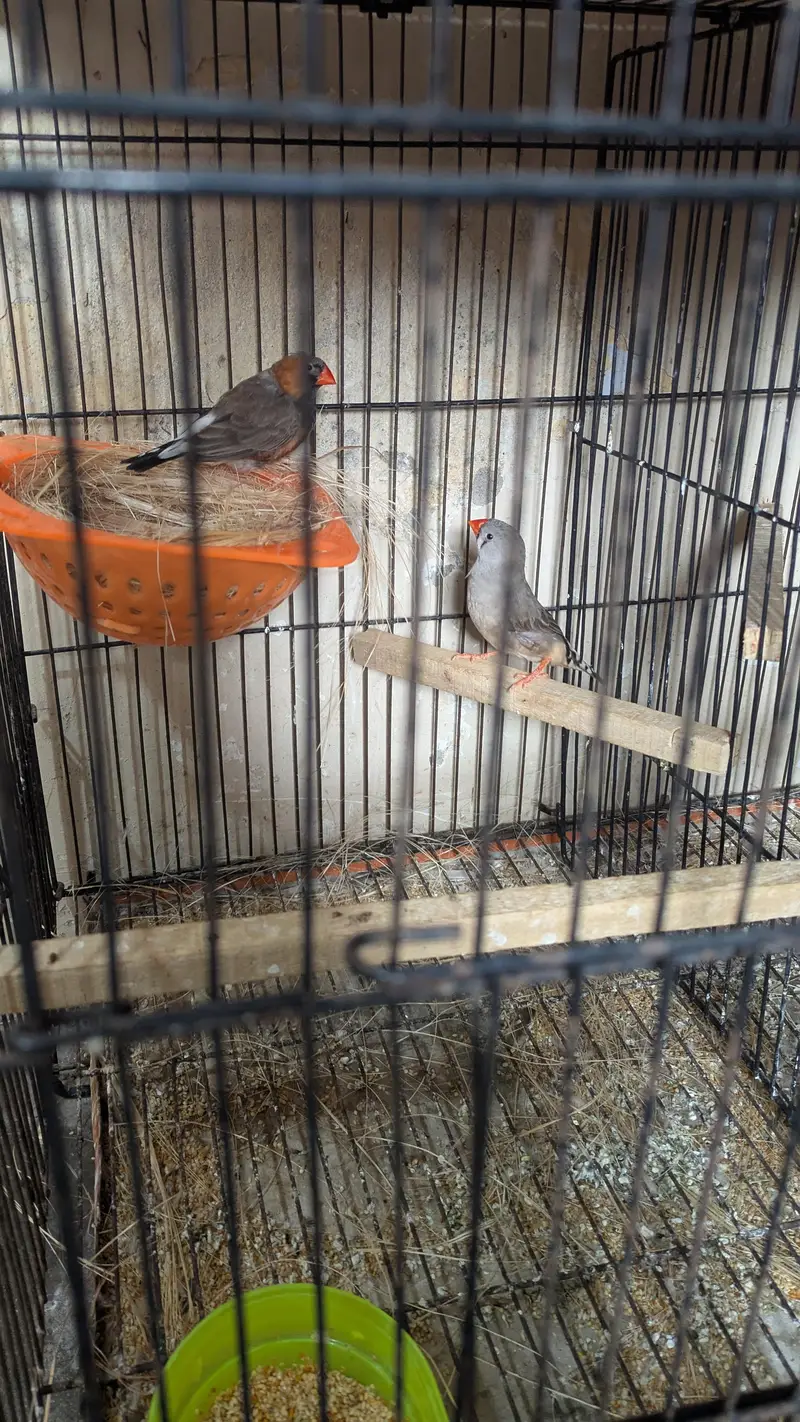 Exbation Finch pair — photo 7
