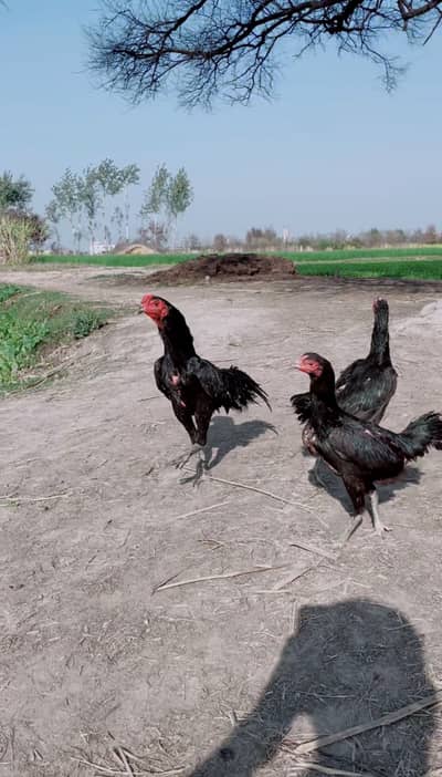 Imported pakoye aseel