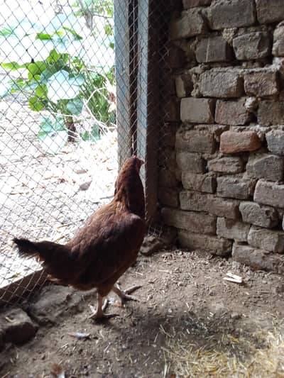 dasi hen