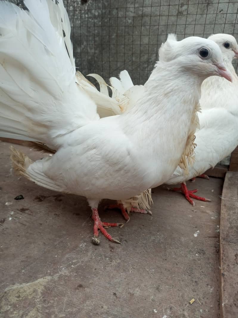 pigeons 1