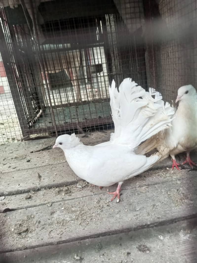 pigeons 3