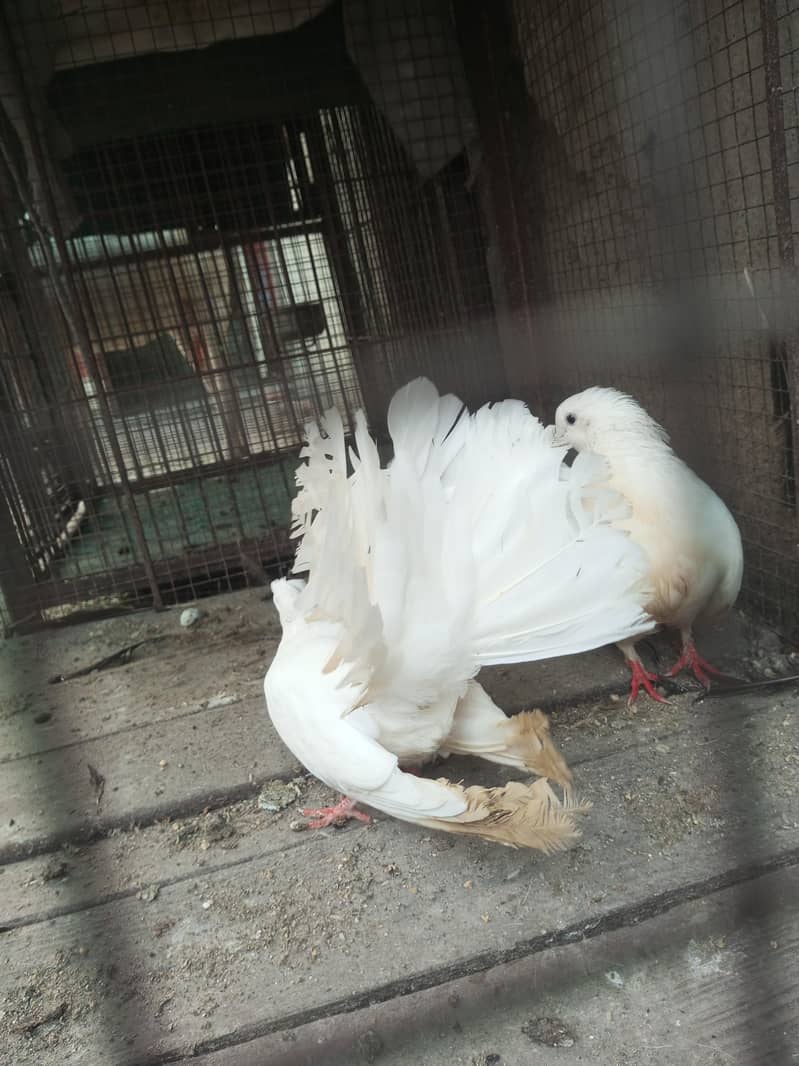 pigeons 5