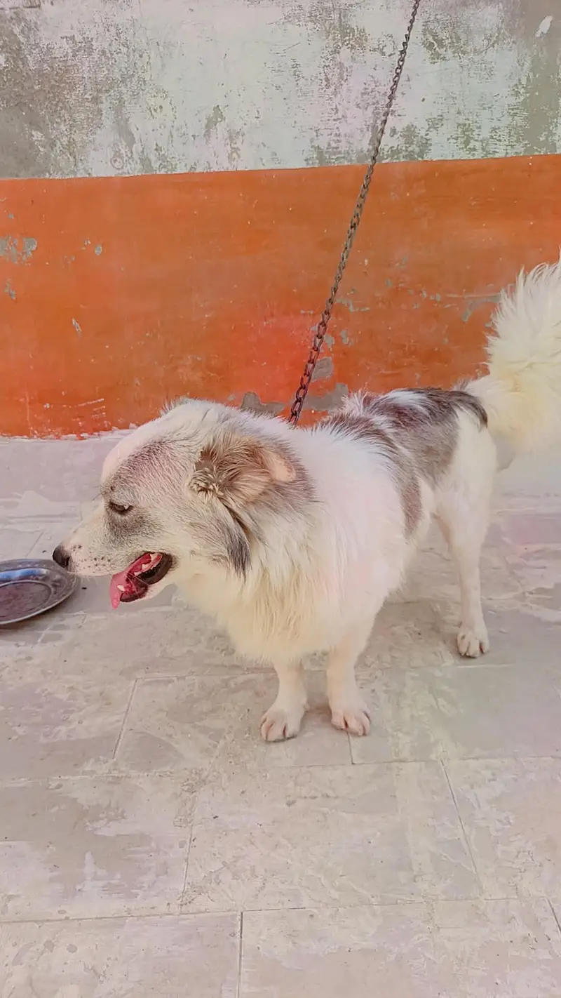 Russian male dog available for sale — photo 3