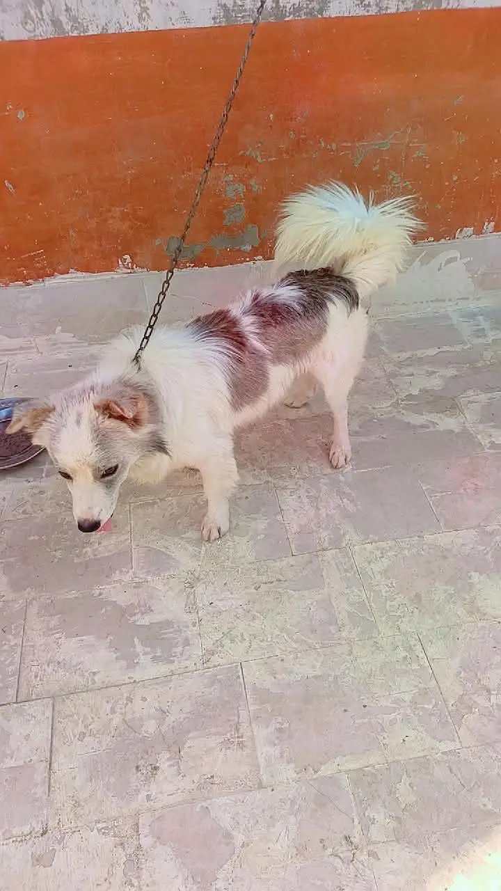 Russian male dog available for sale — photo 5