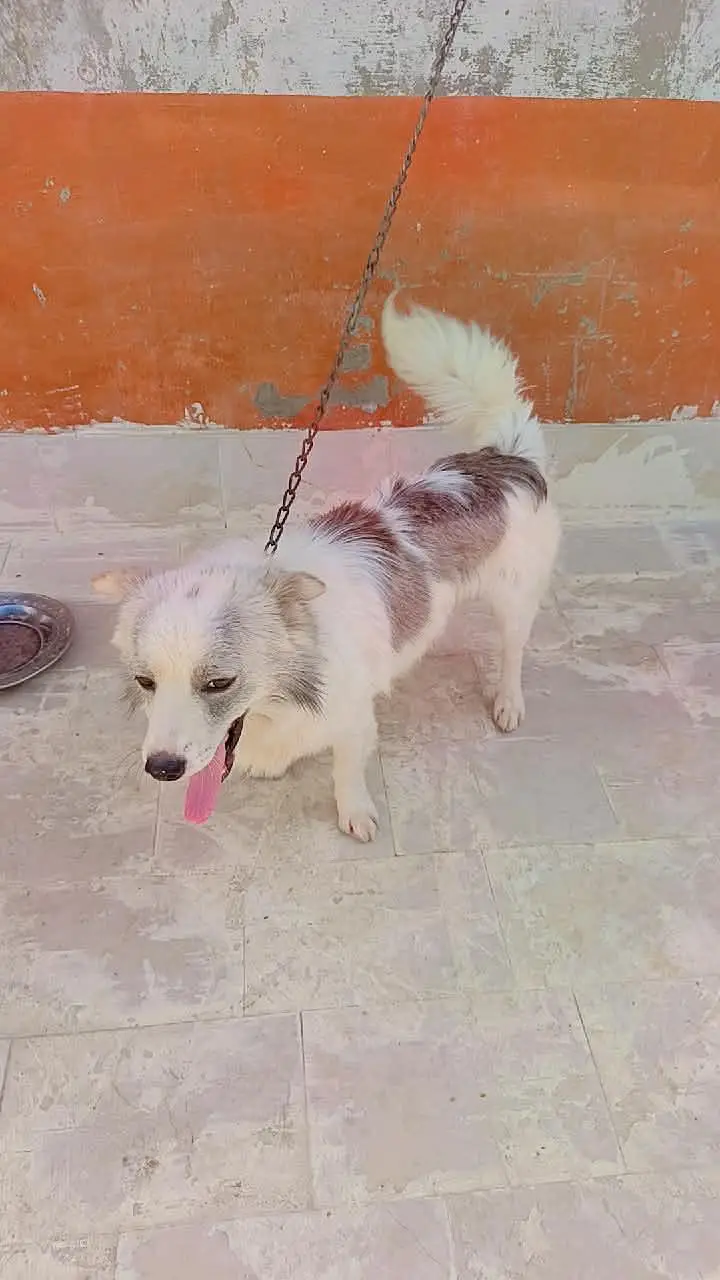 Russian male dog available for sale — photo 6