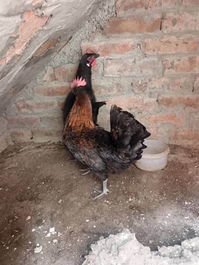 desi hens for sale