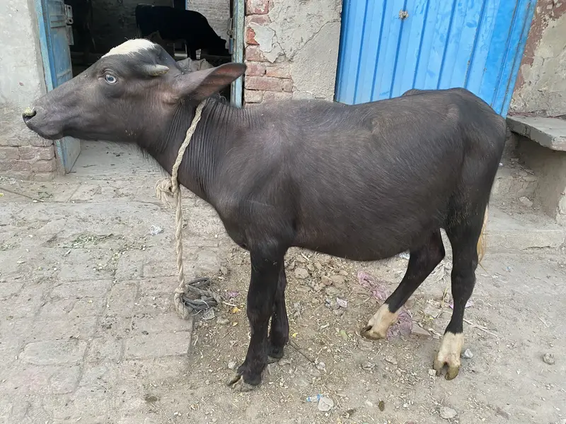 5 Healthy Livestock Animals for Sale – Cow, Buffalo, Calves & Heifer — photo 12