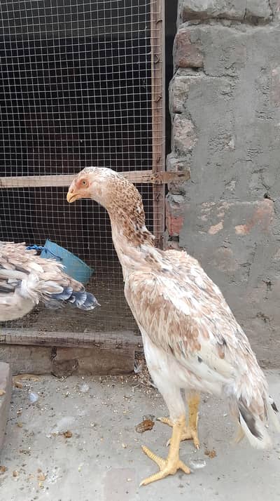 Aseel shamo pathiya for sale