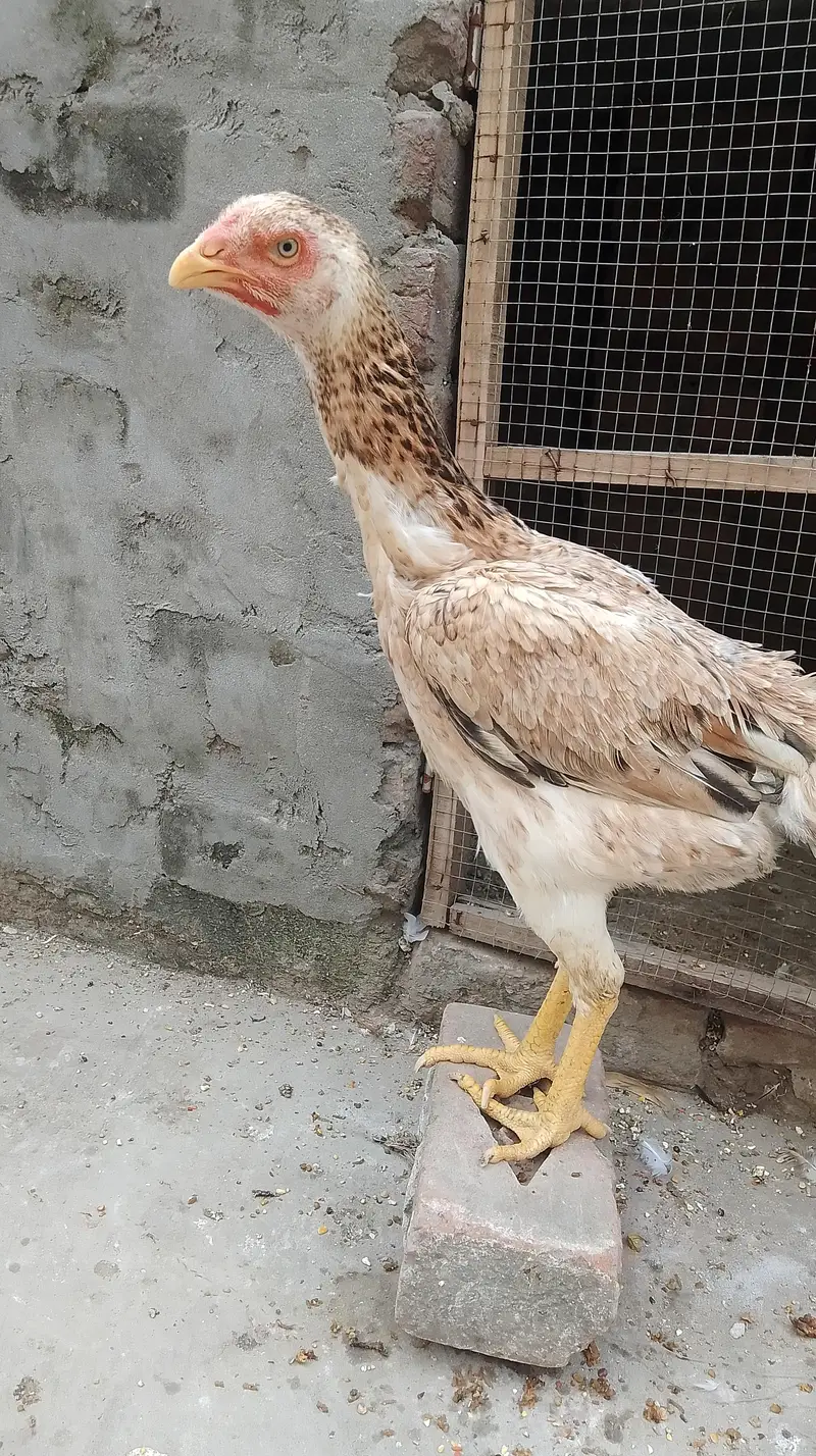 Aseel shamo pathiya for sale — photo 2