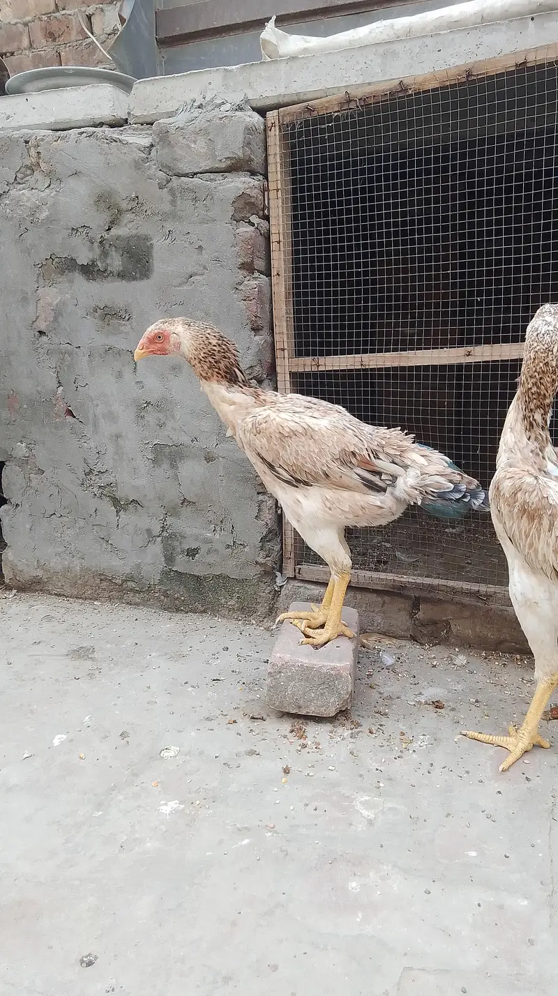 Aseel shamo pathiya for sale — photo 3