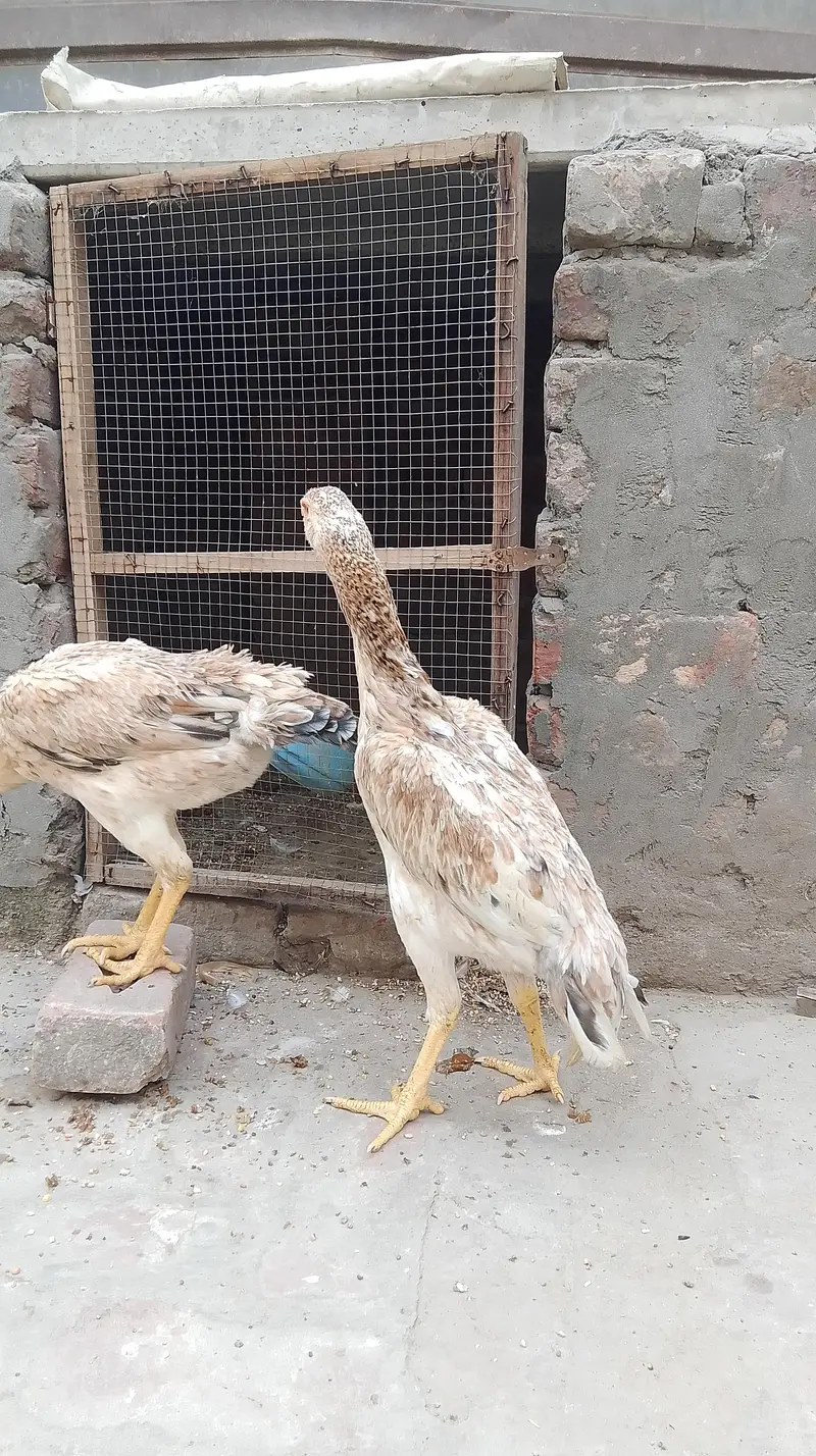 Aseel shamo pathiya for sale — photo 4
