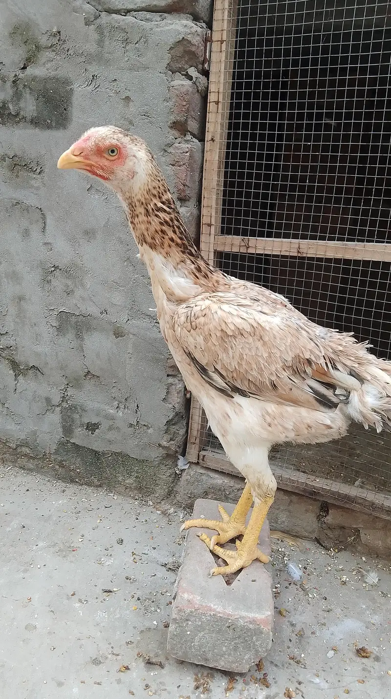 Aseel shamo pathiya for sale — photo 5