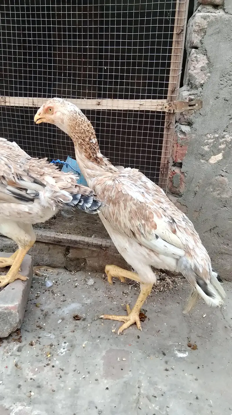 Aseel shamo pathiya for sale — photo 6