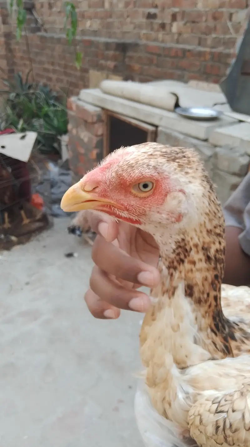 Aseel shamo pathiya for sale — photo 7