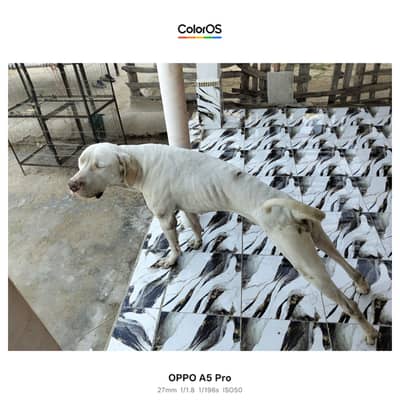 Pakistani Bully White Male 3.4 Year Active Guard Dog