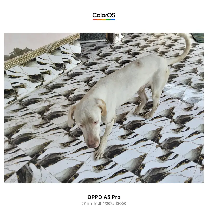 Pakistani Bully White Male 3.4 Year Active Guard Dog — photo 2