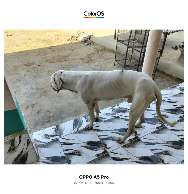 Pakistani Bully White Male 3.4 Year Active Guard Dog — photo 3