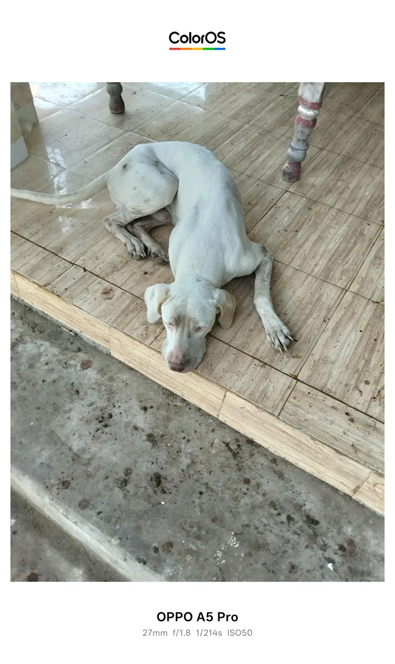 Pakistani Bully White Male 3.4 Year Active Guard Dog — photo 4