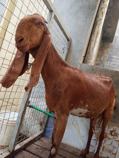 pregnant goat for sale