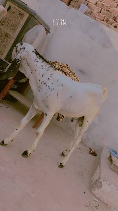 Bakra bacha goat