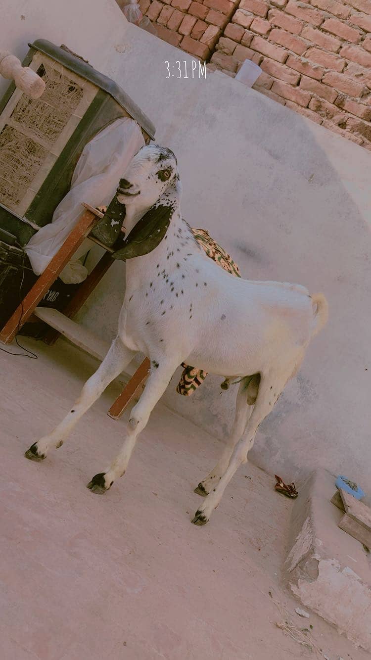 Bakra bacha goat 1