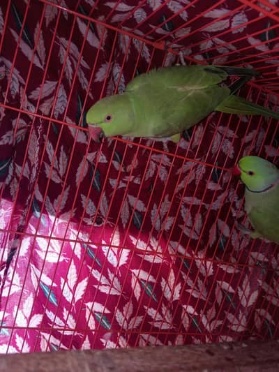 Green ring nack pair