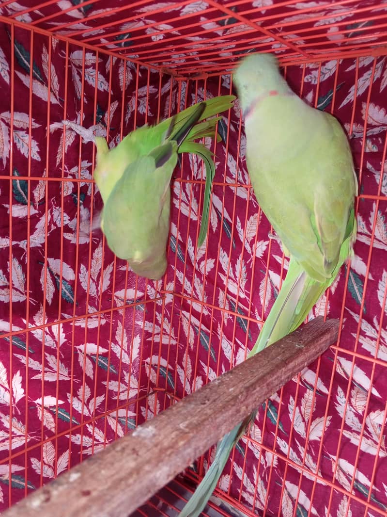 Green ring nack pair 1
