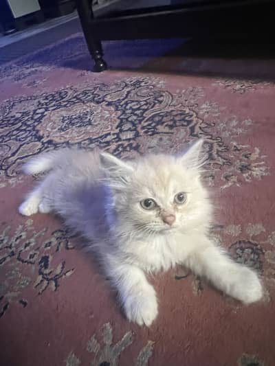 Persian cat litter trained 1.5 month old white , golden, black colour