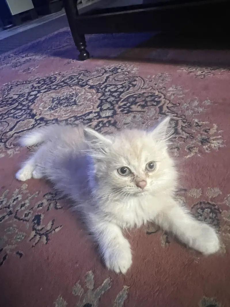 Persian cat litter trained 1.5 month old white , golden, black colour — photo 2