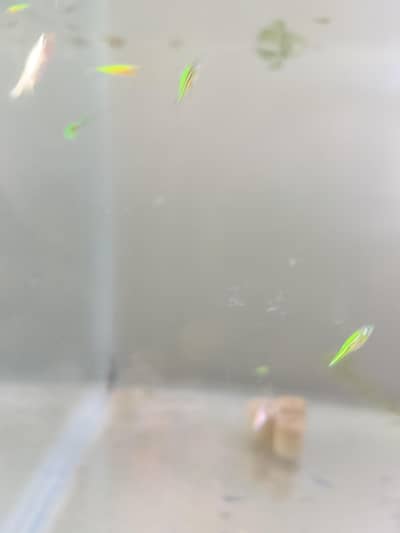 zebra diano fry #fish