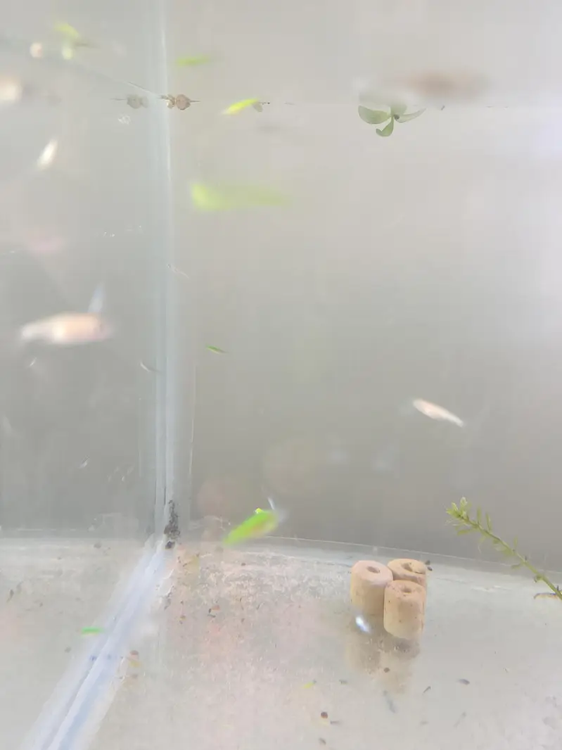zebra diano fry #fish — photo 2
