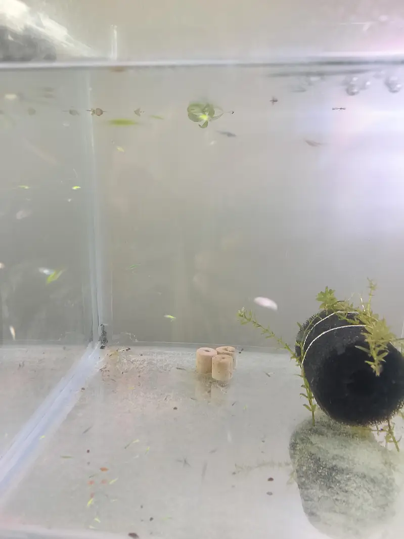 zebra diano fry #fish — photo 3