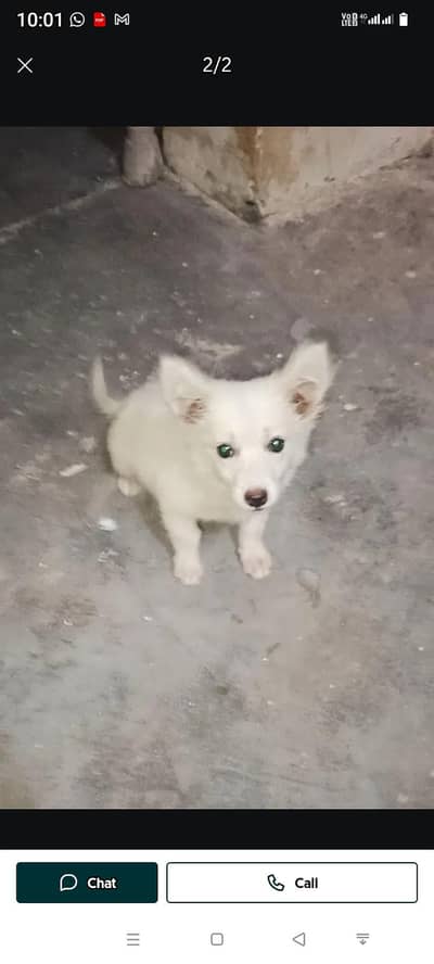 Russian dogi sell, 0,3,4,7,7,6,7,5,6,9,7