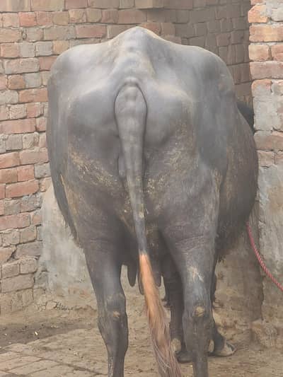 10 month pregnenet