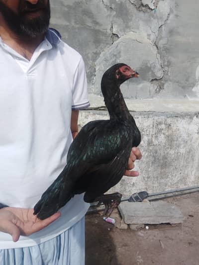 High quality Mushki pathi
