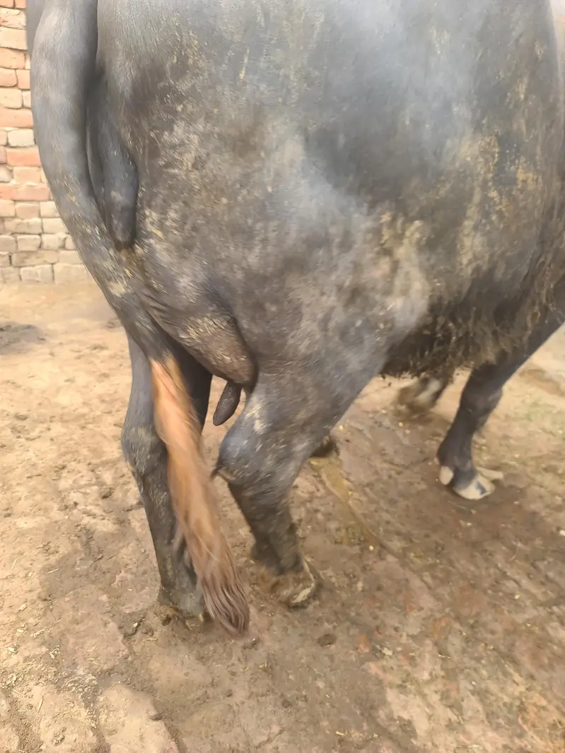 10 month pregnent 2nd round — photo 2