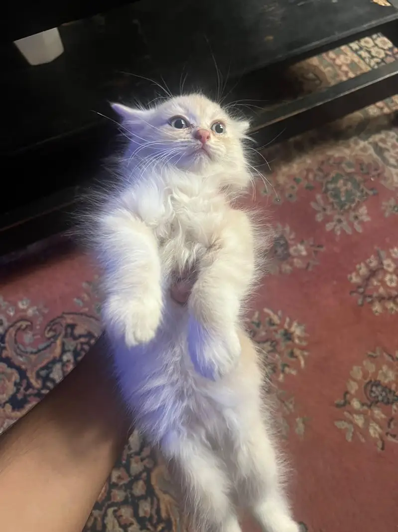 Persian cat 1.5 months old litter trained cat for sale — photo 2