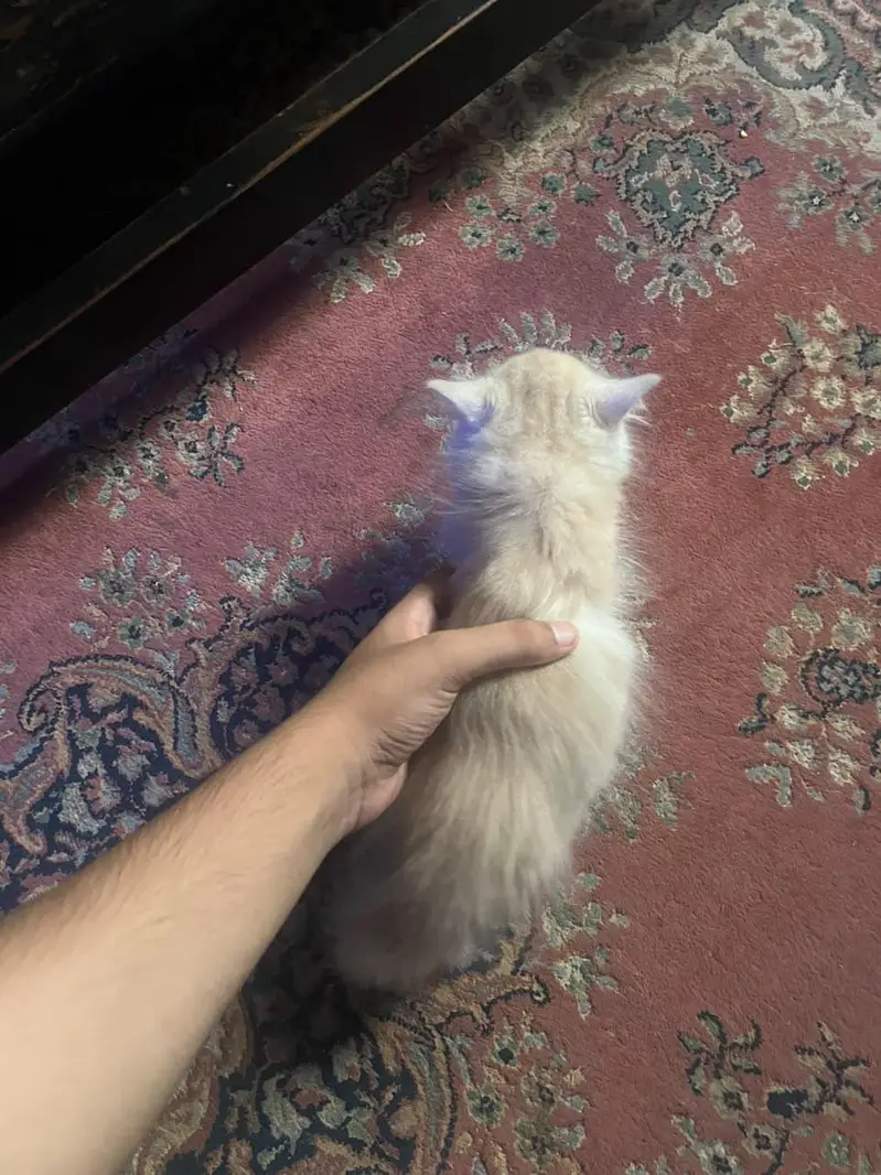Persian cat 1.5 months old litter trained cat for sale — photo 3