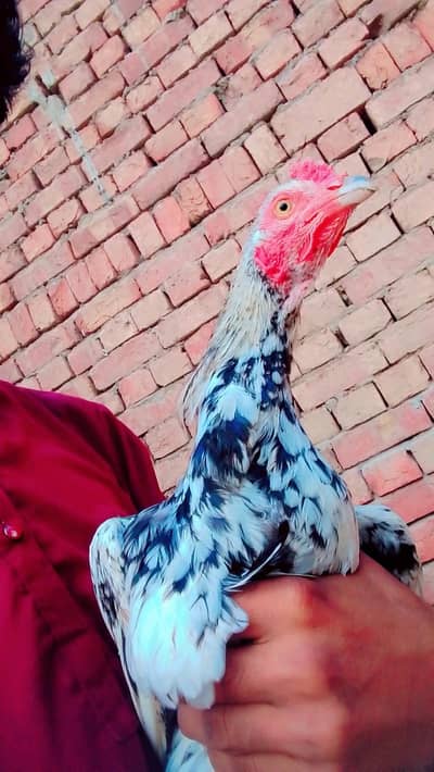 Discount offer On 3 birds