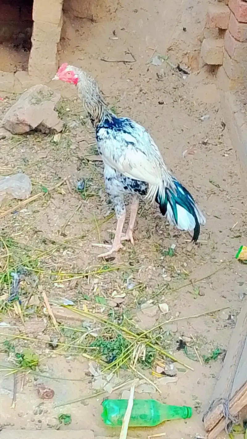 Discount offer On 3 birds — photo 2