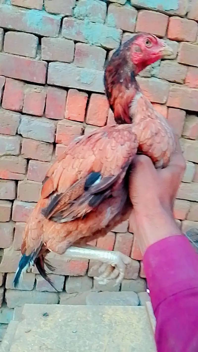 Discount offer On 3 birds — photo 3