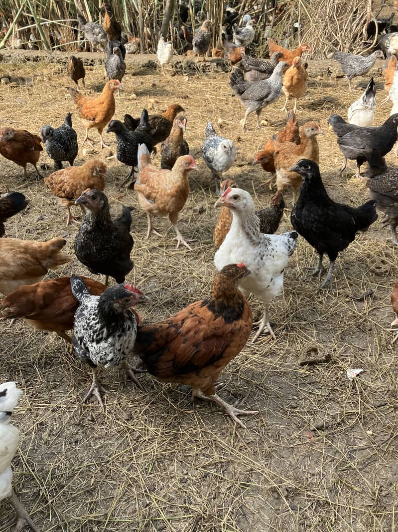 Desi Chicks 0