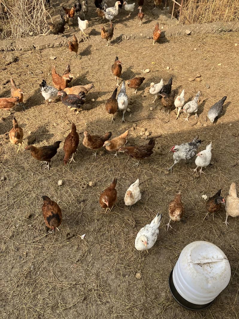 Desi Chicks 3