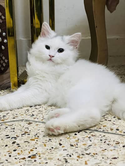 female kitten